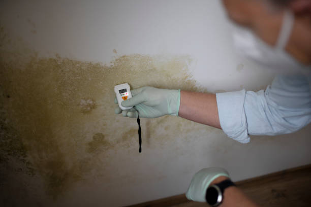 Best Certified Mold Removal  in USA